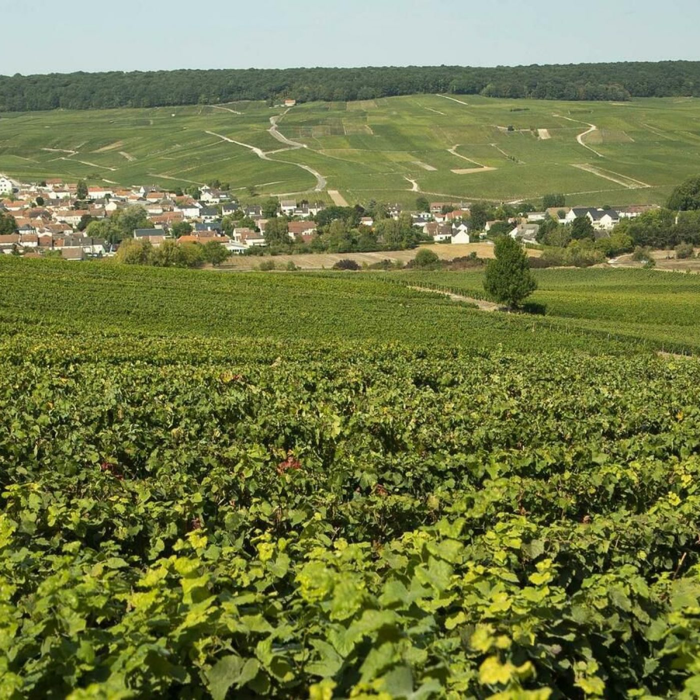 AY - CAMPAGNE CHAMPENOISE